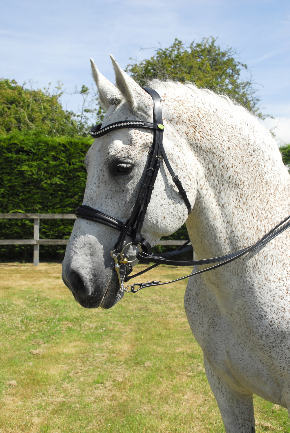 Anatomical Double Bridle
