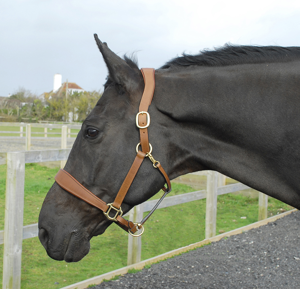 Anatomical Leather Headcollar