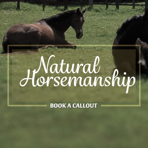 natural horsemanship - book a callout