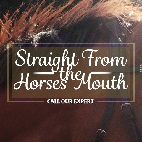 straight from the horses mouth - call our expert