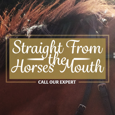 straight from the horses mouth - call our expert