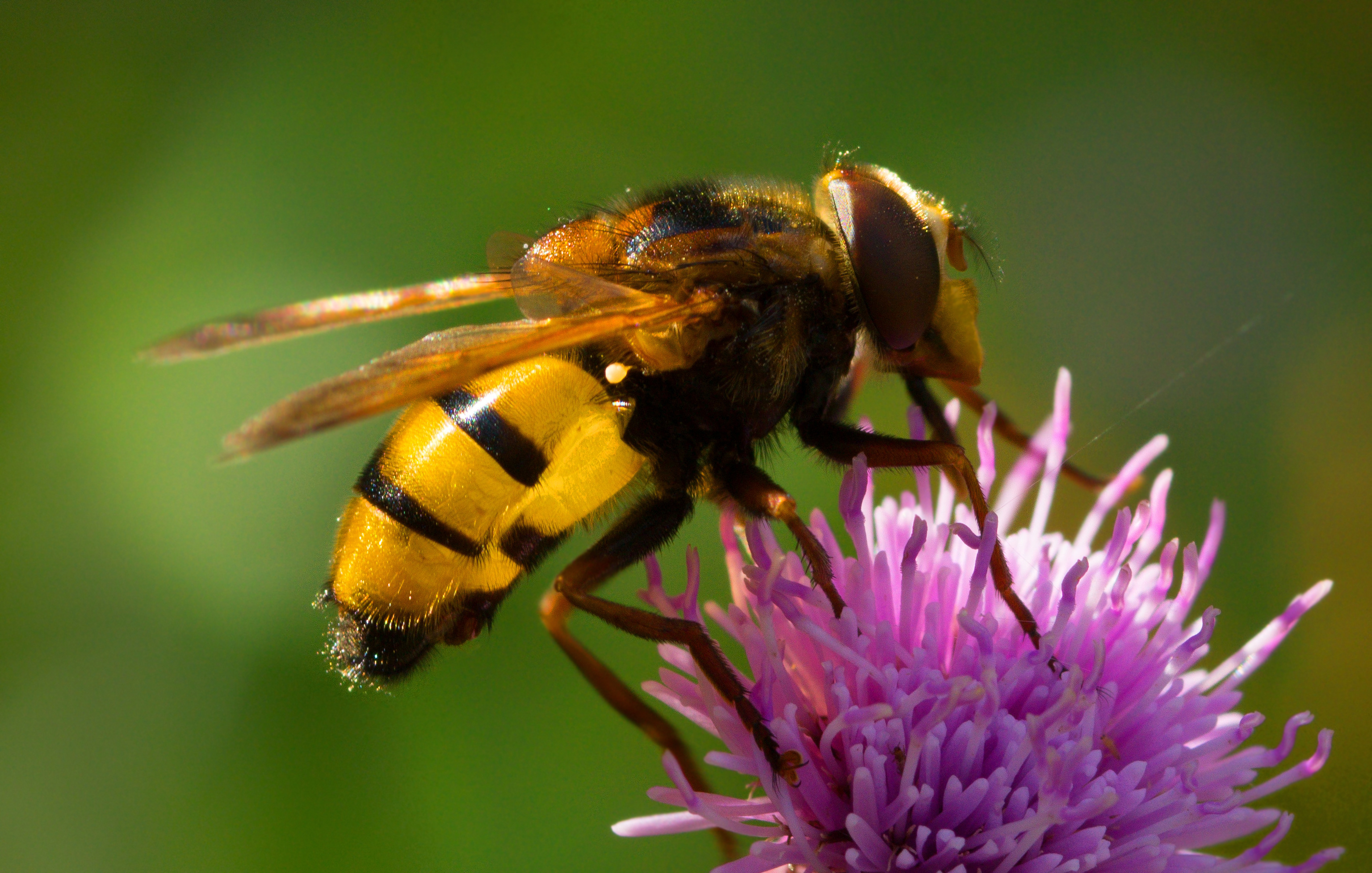 Hornet Removal Solution