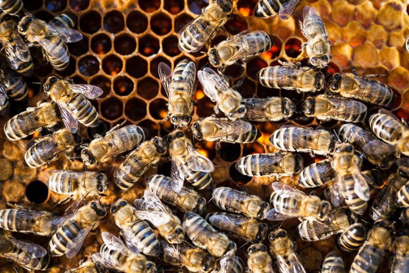 photo of a bees nest