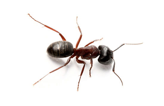 Removal of ants and ant nests