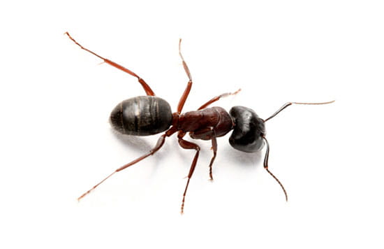 Black Ants