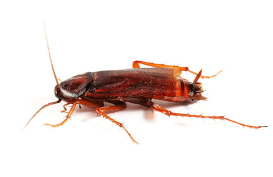 Beetles & Cockroaches Removal