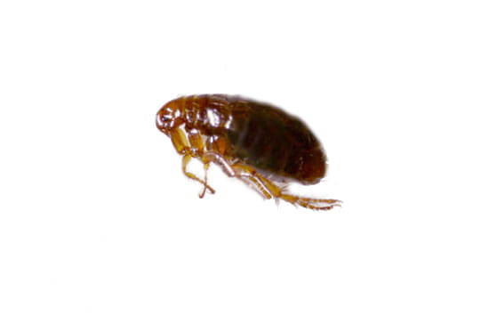 picture of a flea