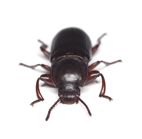 Wasp Removal Solution