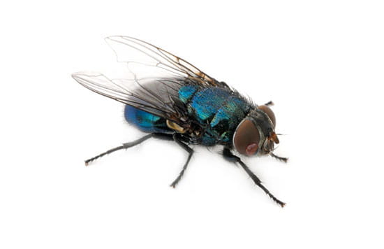 Flies & Moths Removal