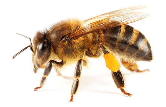 Image of a honey bee