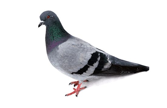 Pest Control Management