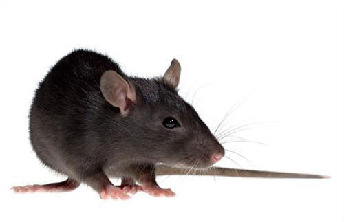 Rats & Mice Removal