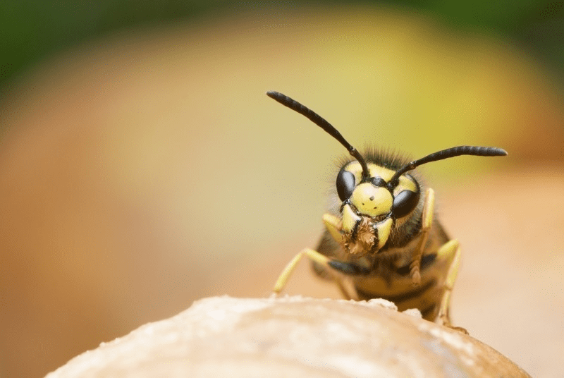 Wasp in the wild