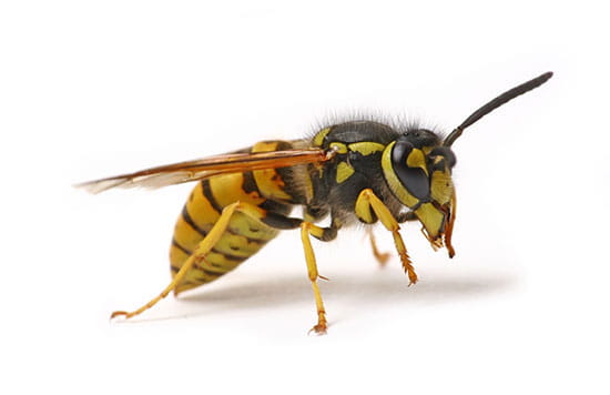 Wasps & Hornets Removal