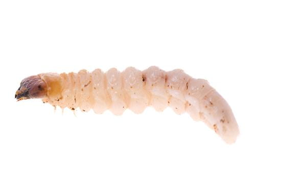 white woodworm
