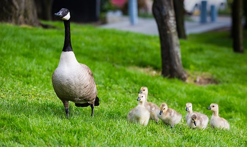 A line of ducklings following their parent safely.
