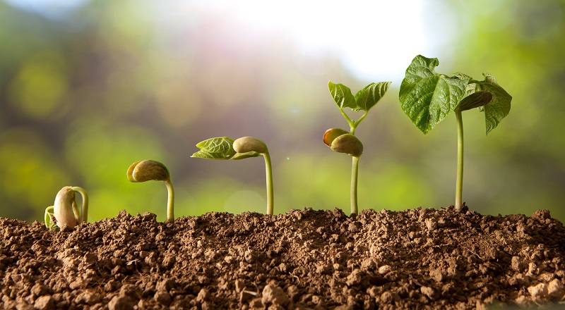 A line of seeds growing.