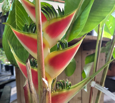 Heliconia Wagneriana- Balisier Wagneriana