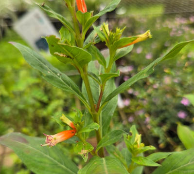 Cuphea ignea - Cuphéa cigare
