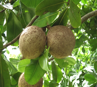 Mammea americana- Abricot pays var. Sonson