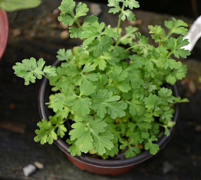 Artemisia absinthium - Absinthe