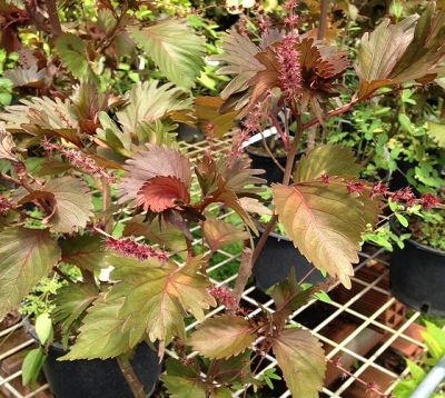 Acalypha wilkesiana  - Acalypha feuilles frangées