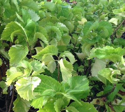 Acalypha wilkesiana - Acalypha jaune nain