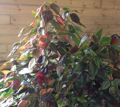 Acalypha Spp - Acalypha petites feuilles multicolore