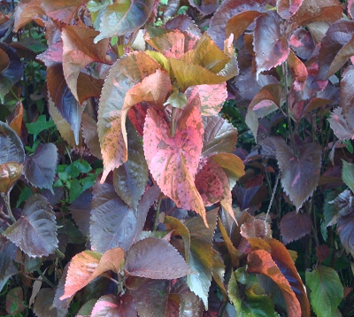 Acalypha wilkesiana  - Acalypha rouge