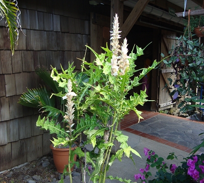 Acanthus Spp - Acanthe