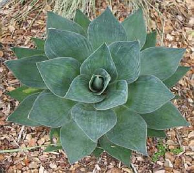 Agave attenuata 