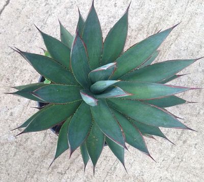 Agave attenuatta x agave ocahui - Agave 