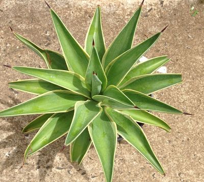 Agave desmettiana variegata - Agave desmettiana panachée