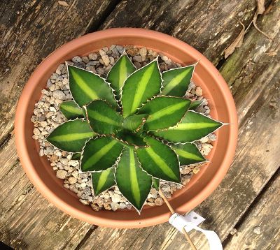 Agave lophantha f. latifolia cv splendida - Agave Lophantha
