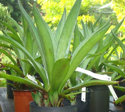 Agave attenuata nana - Agave naine