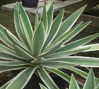 Agave angustifolia - Agave Panachée verte et blanche