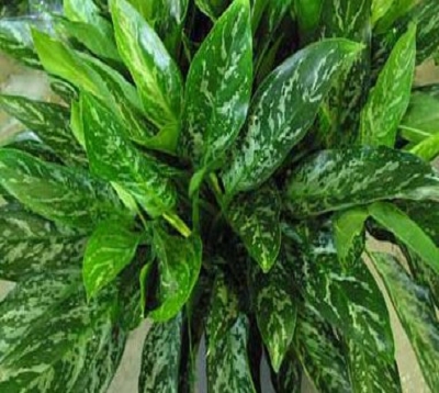 Aglaonema Species - Aglaonema