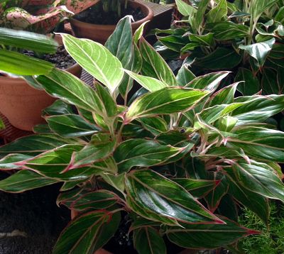 Aglaonema - Aglaonema rose