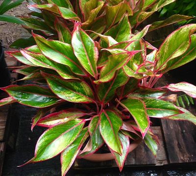 Aglaonema - Aglaonema rouge