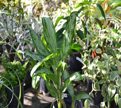 Aglaonema - Aglaonema Silver King