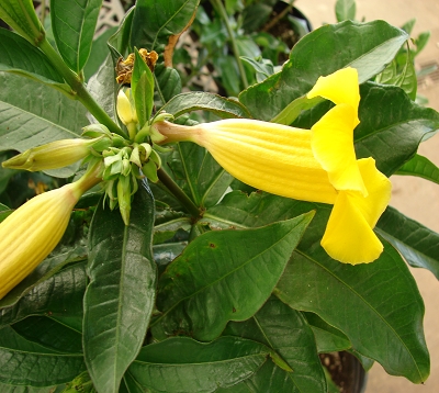 Allamanda schottii - Allamanda arbustif nain