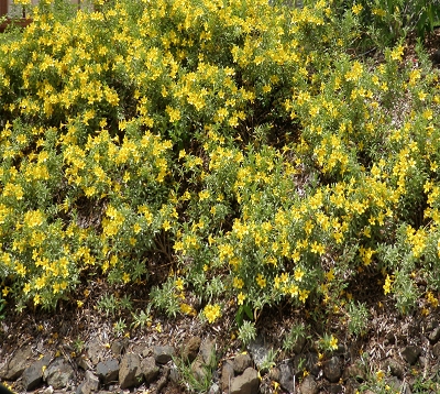 Allamanda nerifolium argentea - Allamanda argenté nain