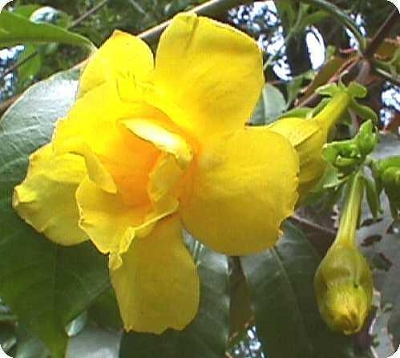 Allamanda cathartica - Allamanda jaune fleur double