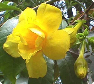 Allamanda cathartica - Allamanda jaune fleur double