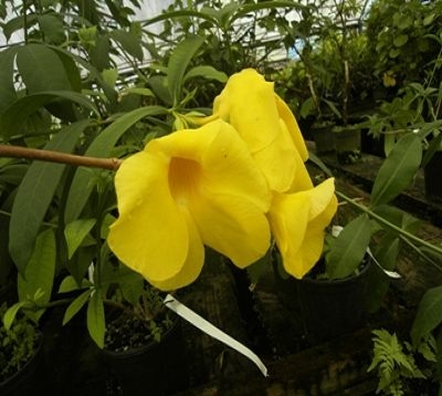 Allamanda cathartica Var Grandiflora - Allamanda jaune grosse fleur