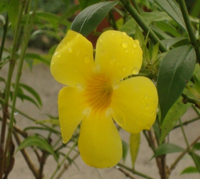 Allamanda cathartica - Allamanda jaune petite fleur