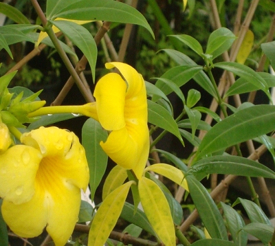 Allamanda cathartica Var Sunnee - Allamanda  nain