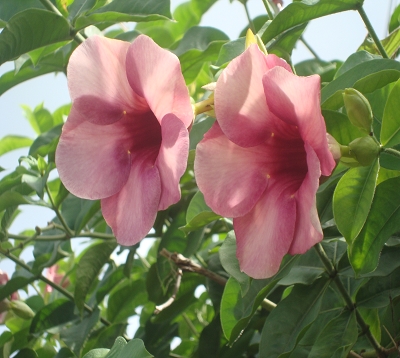 Allamanda blanchetii - Purpurea - Allamanda violet