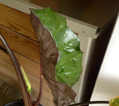 Alocasia plumbea nigra - Alocasia vert-violet