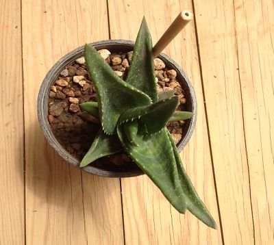Aloe 